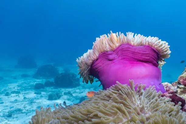 Coral reefs are the one of earths most complex ecosystems, containing over 800 species of corals and one million animal and plant species. Here we see a shallow coral reef consisting of a Magnificent Anemone (Heteractis magnifica). The Anemone has stinging venom coated polyps, which it uses as protection from predators.  Inside are two Skunk Anemone fish living in a symbiotic relationship with the coral.  Image take whilst scuba diving in Ko Haa, Andaman Sea, Krabi, Thailand.