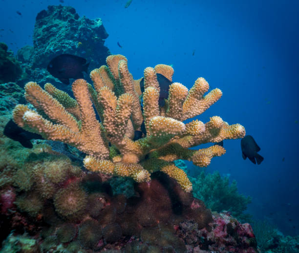 istock Underwater Indian Ocean Antler coral (Pocillopora grandis) close-up 959134900
