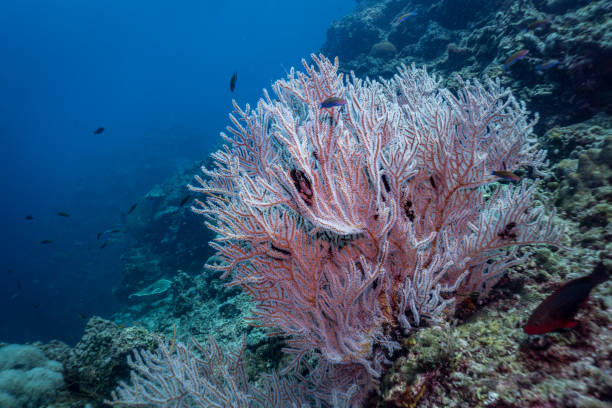 istock Underwater red finger Gorgonia (Diodogorgia nodulifera) coral 959134976