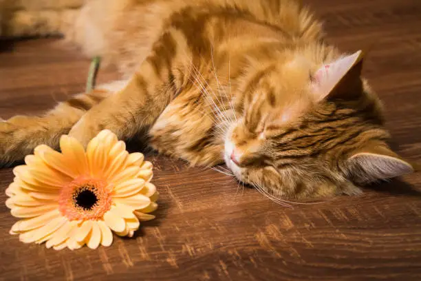 Young red cat of Maine Coon breed sleeping on wooden table with gerbera flower