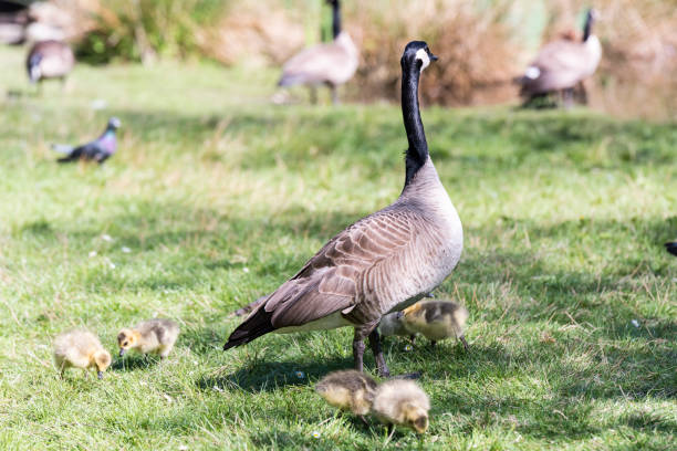 istock Mum goose with its goslings in the park 959135624