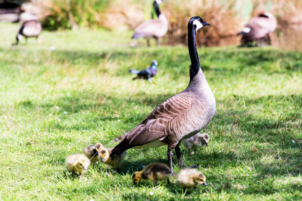istock Mum goose with its goslings in the park 959135850