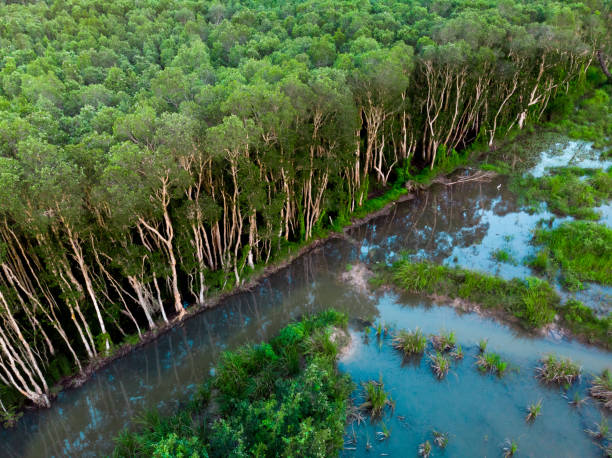 vue aérienne de la plantation d’hévéa - mountain nature abstract forest swamp photos et images de collection