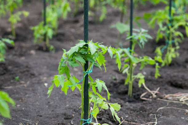 istock Organic vegetable garden, vegan lifestyle 959139472