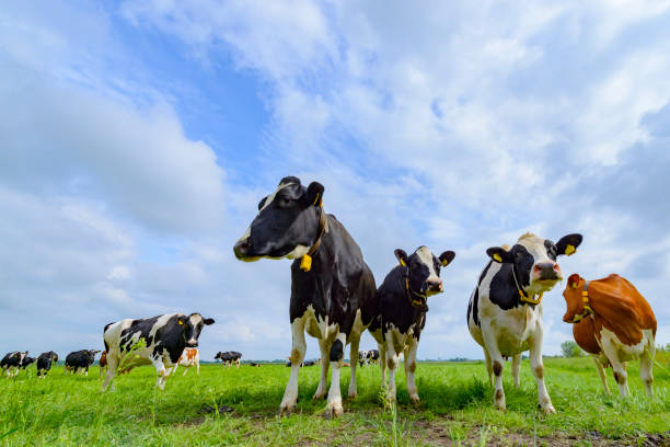 istock Cows in a field during a beautiful springtime day 959140608
