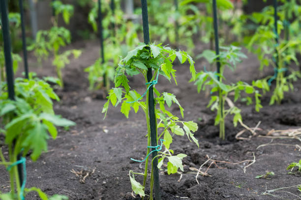 istock Organic vegetable garden, vegan lifestyle 959140744