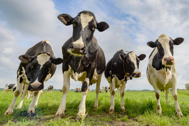 istock Cows in a field during a beautiful springtime day 959141558
