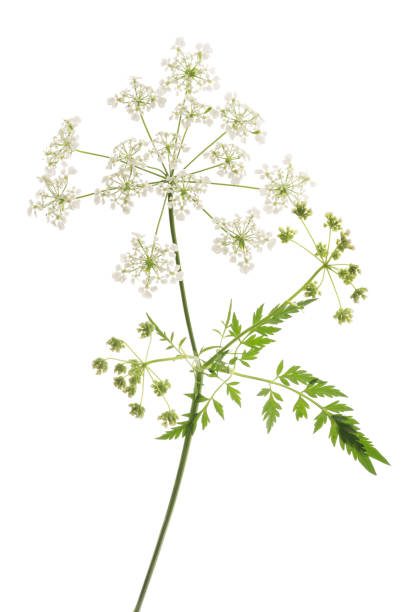 Cow Parsley (Anthriscus sylvestris) Cow Parsley or Wild Chervil isolated on white cow parsley stock pictures, royalty-free photos & images