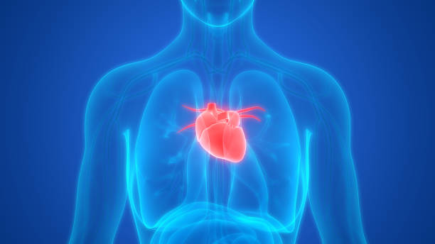 istock Human Body Organs Heart Anatomy 959141858