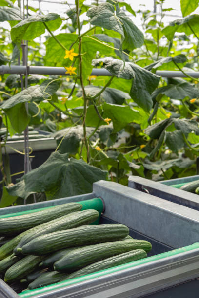 istock Trolley with ripe harvested cucumbers from close 959141944