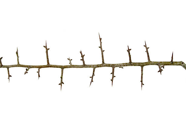 istock Branch Of Hawthorn Thorns 95914463