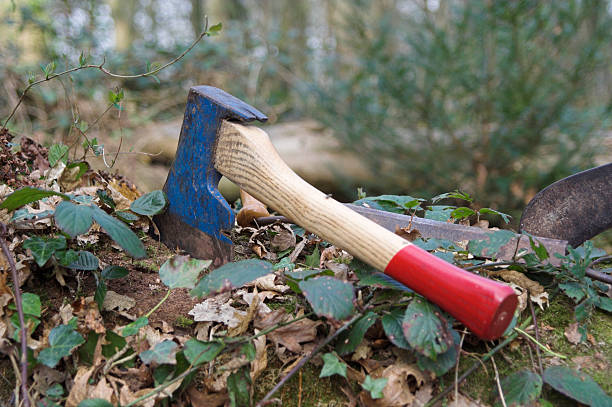 istock Green Woodworking Outdoors In Woodland 95914472