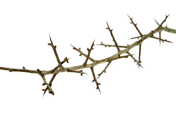 istock Branch Of Hawthorn Thorns 95914480