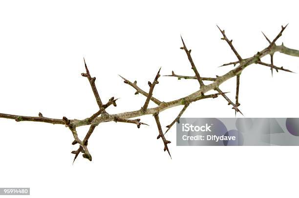 Oddział Hawthorn Thorns - zdjęcia stockowe i więcej obrazów Bez ludzi - Bez ludzi, Białe tło, Biały