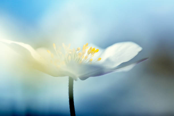 bellissimi anemoni in legno di fiori primaverili - anemone flower wood anemone windflower flower foto e immagini stock