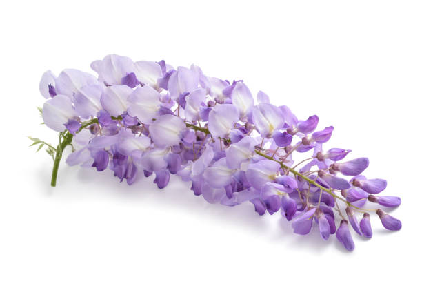 istock wisteria flowers isolated 959147512