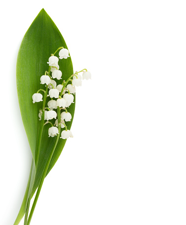 Spring flowers: lilly-of-the-valley isolated on white background