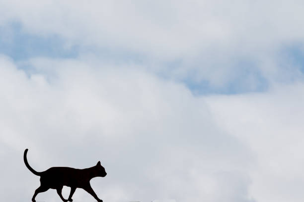 istock Milan, Italy - April 28, 2018: silhouette of a cat 959147900
