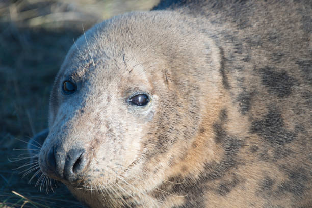 istock Grey seal at Donna Nook, UK 959148988