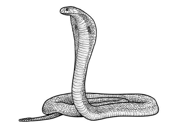иллюстрация индийской кобры, ри�сунок, гравюра, чернила, линейный искусство, вектор - snake cobra vector animal stock illustrations