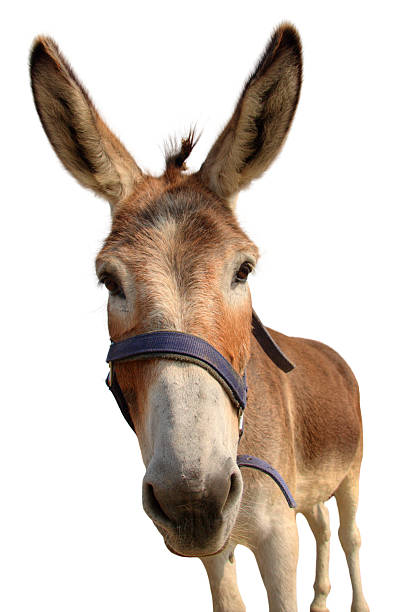 istock Portrait of a donkey 95915246