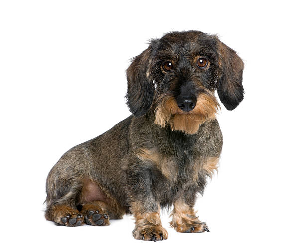 istock Dachshund sitting in front of white background 95915403