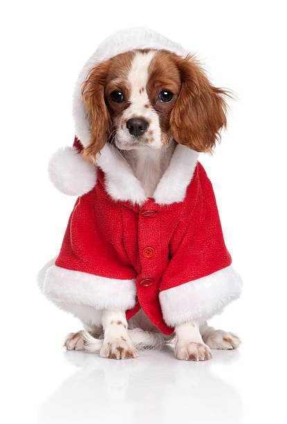 istock Puppy Cavalier King Charles Spaniel in Santa coat 95915409