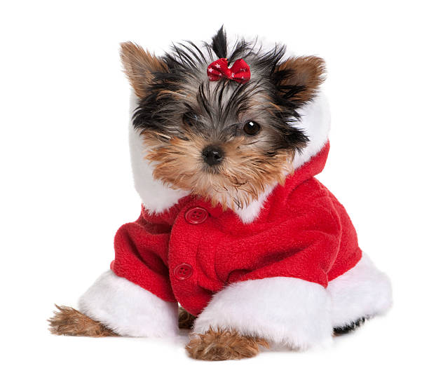 istock puppy Yorkshire Terrier dressed in Santa coat against white background 95915429