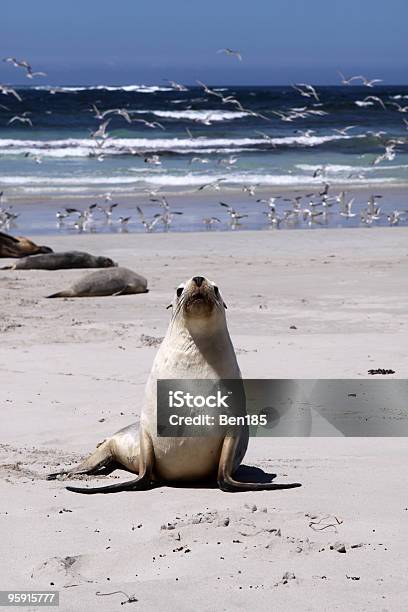 Cachorro De León Marino Foto de stock y más banco de imágenes de Animal - Animal, Australia, Color - Tipo de imagen