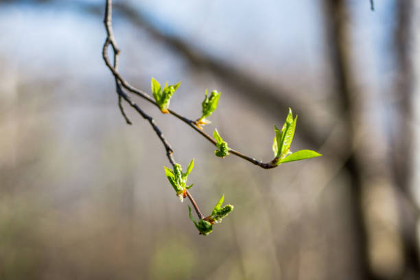 istock Branches with new leaves in the garden 959162966