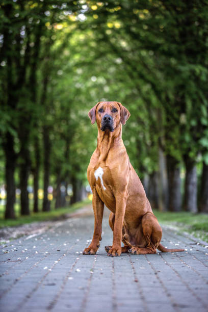 istock Portrait of a sitting rhodesian ridgeback dog. 959166908
