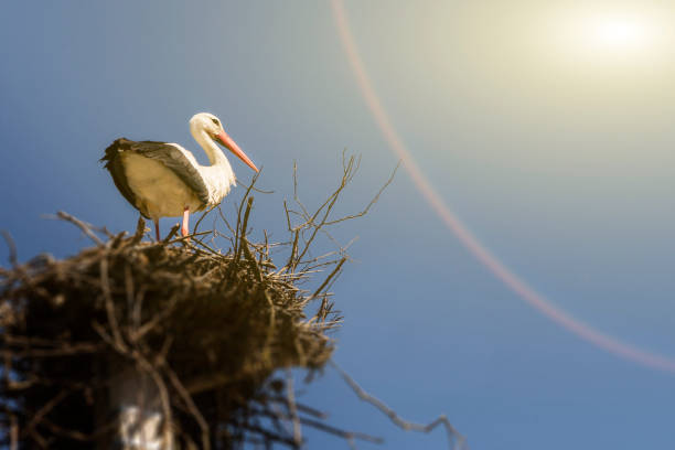 istock white stork in a large nest. 959170524