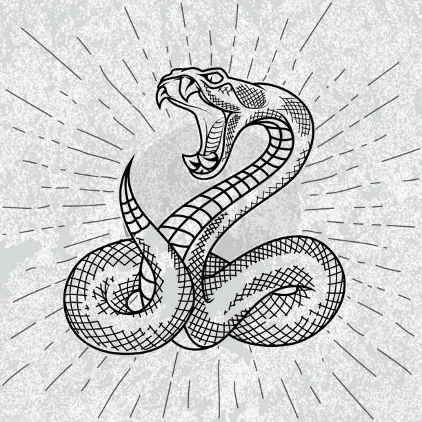 ilustrações, clipart, desenhos animados e ícones de cobra víbora. - snake cobra cartoon rattlesnake