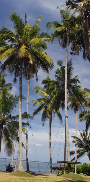 istock Coconut palm trees with swing on Bali 959181318