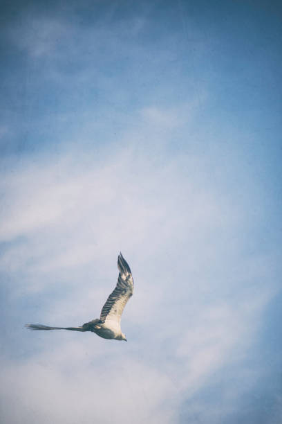 istock White Bellied Sea Eagle In Sri Lanka 959184362
