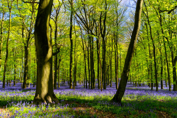 istock Bluebells In An English Beechwood 959184846