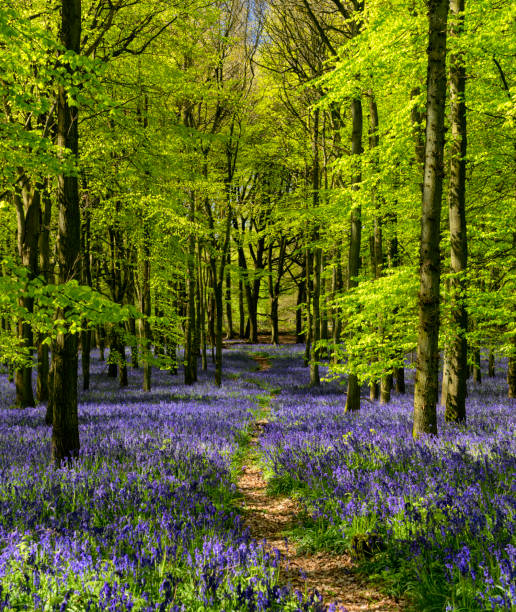 istock Bluebells In An English Beechwood 959184854