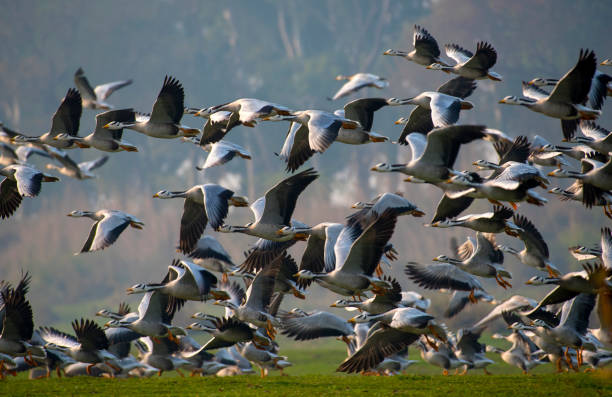bar headed geese bar headed geese a migratory bird of   Pakistan bar headed goose anser indicus stock pictures, royalty-free photos & images