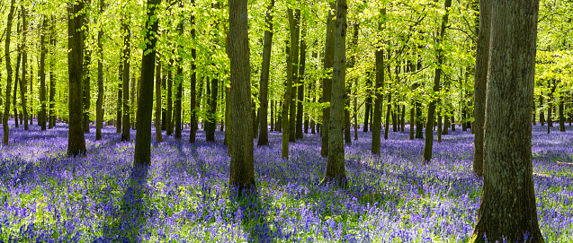 Springtime in the English countryside, and bluebells bring more colour to a glorious beechwood.