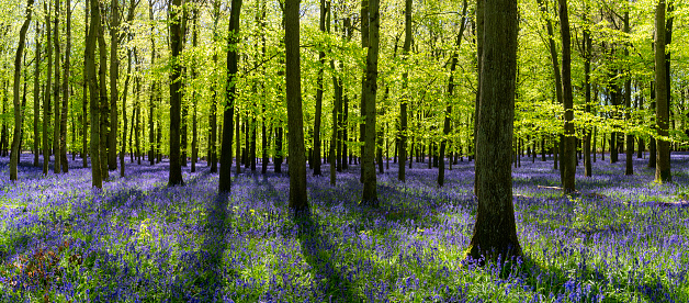 Common bluebells growing in an English forest in April.
