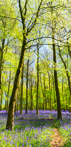 Bluebell flowers and fern plants on the forest floor in a Beech tree forest during a springtime morning in the Hallerbos woodland in Belgium.