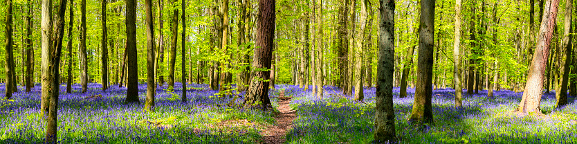 Summer sunlight filtering through the green foliage of an tranquil forest clearing to illuminate the wildflowers, fern fronds and bluebells in this idyllic woodland glade.