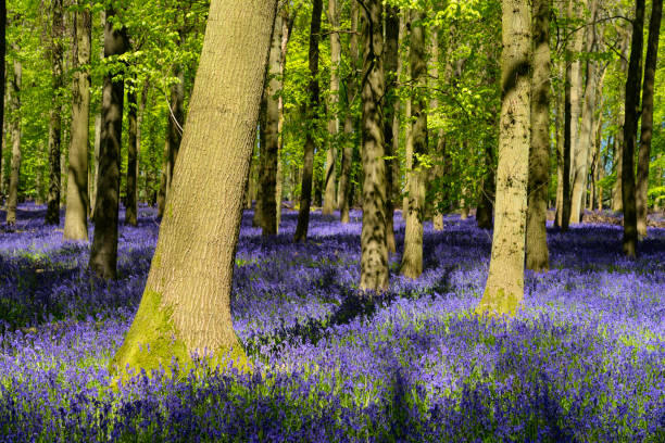 istock Bluebells In An English Beechwood 959186342