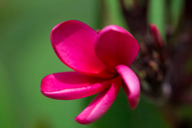 istock pink flowers (Frangipani) on a sunny day with natural background. (selective focus) 959186458