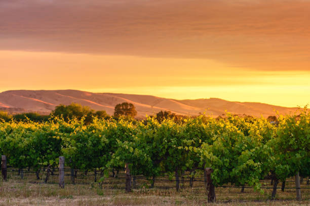 McLaren Vale wine valley McLaren Vale wine valley at sunset, South Australia south australia photos stock pictures, royalty-free photos & images