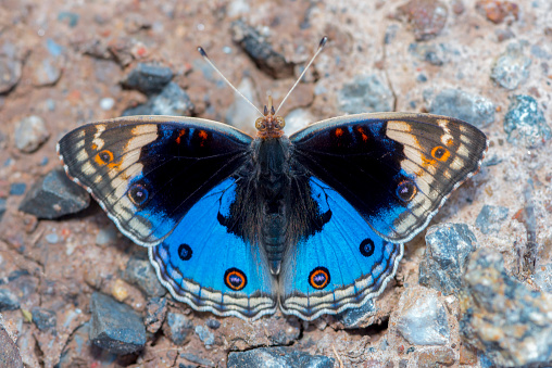 The Blue Pansy butterfly