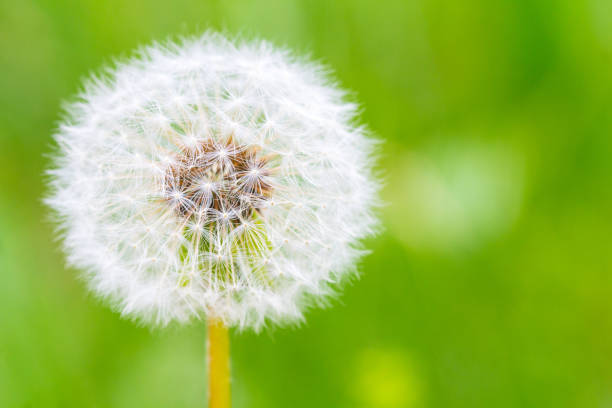istock dandelion tenderness fresh green morning background 959190336