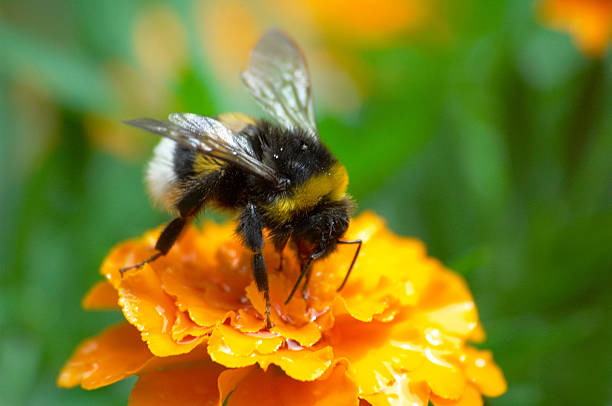 istock Yellow and black bumblebee on a orange flower 95919224