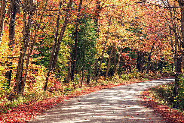 istock Fall foliage in the Green Mountains, Vermont 95919286