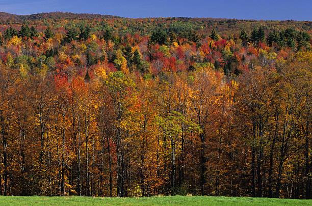 istock Fall foliage in the Green Mountains, Vermont 95919287